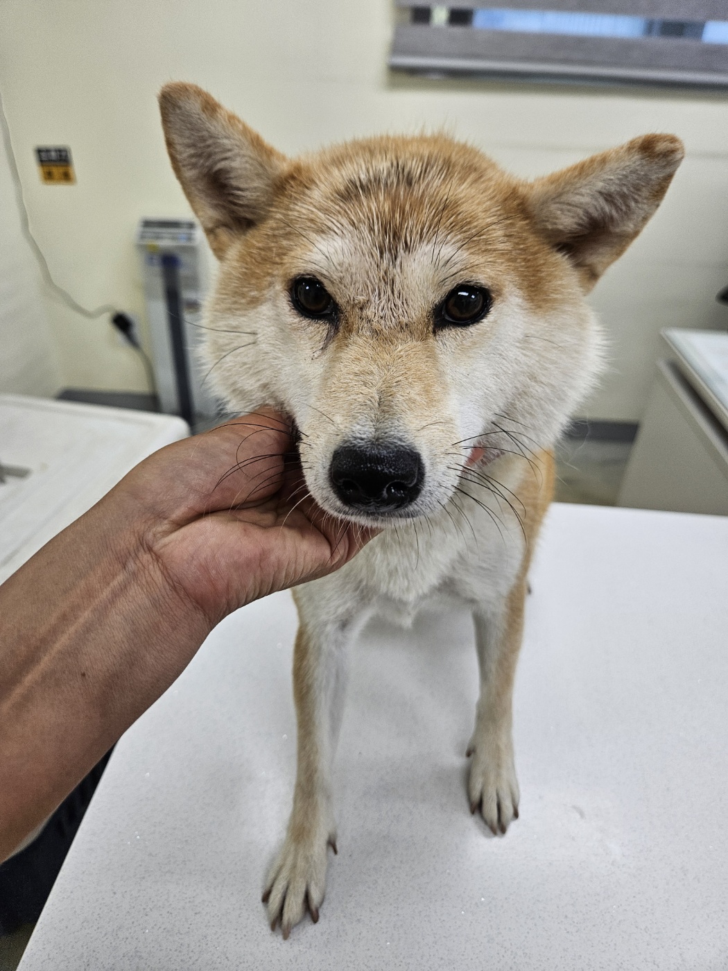 아산동물복지지원센터_444452202401864